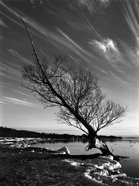 Tree with Ice: Winter 2006
