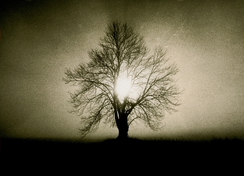 - tree -