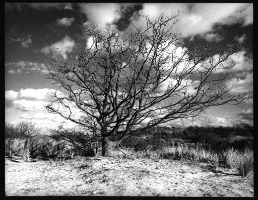 tree