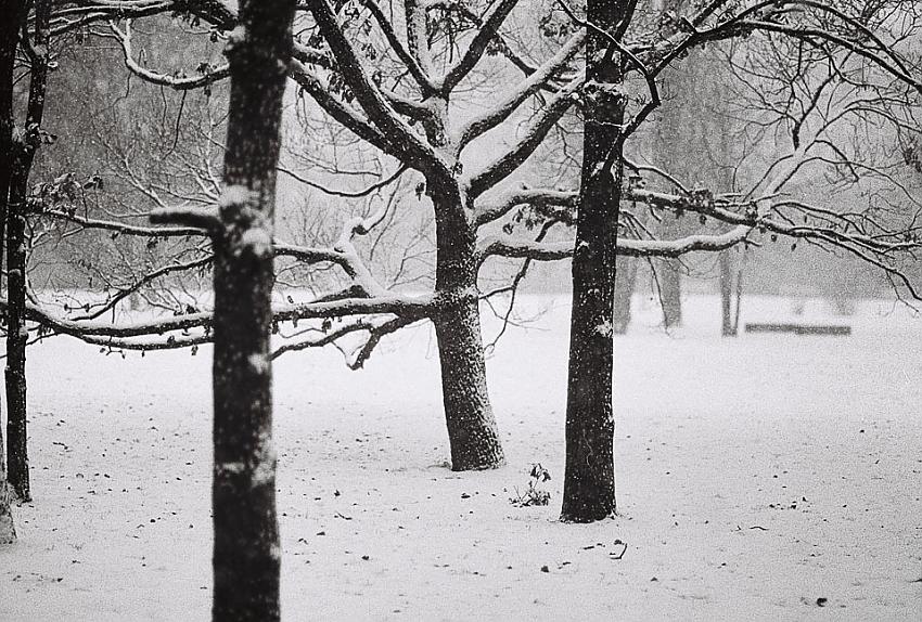 Tree...