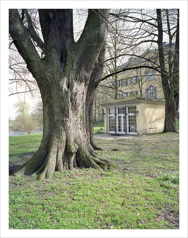 tree