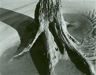 TREE_STUMP