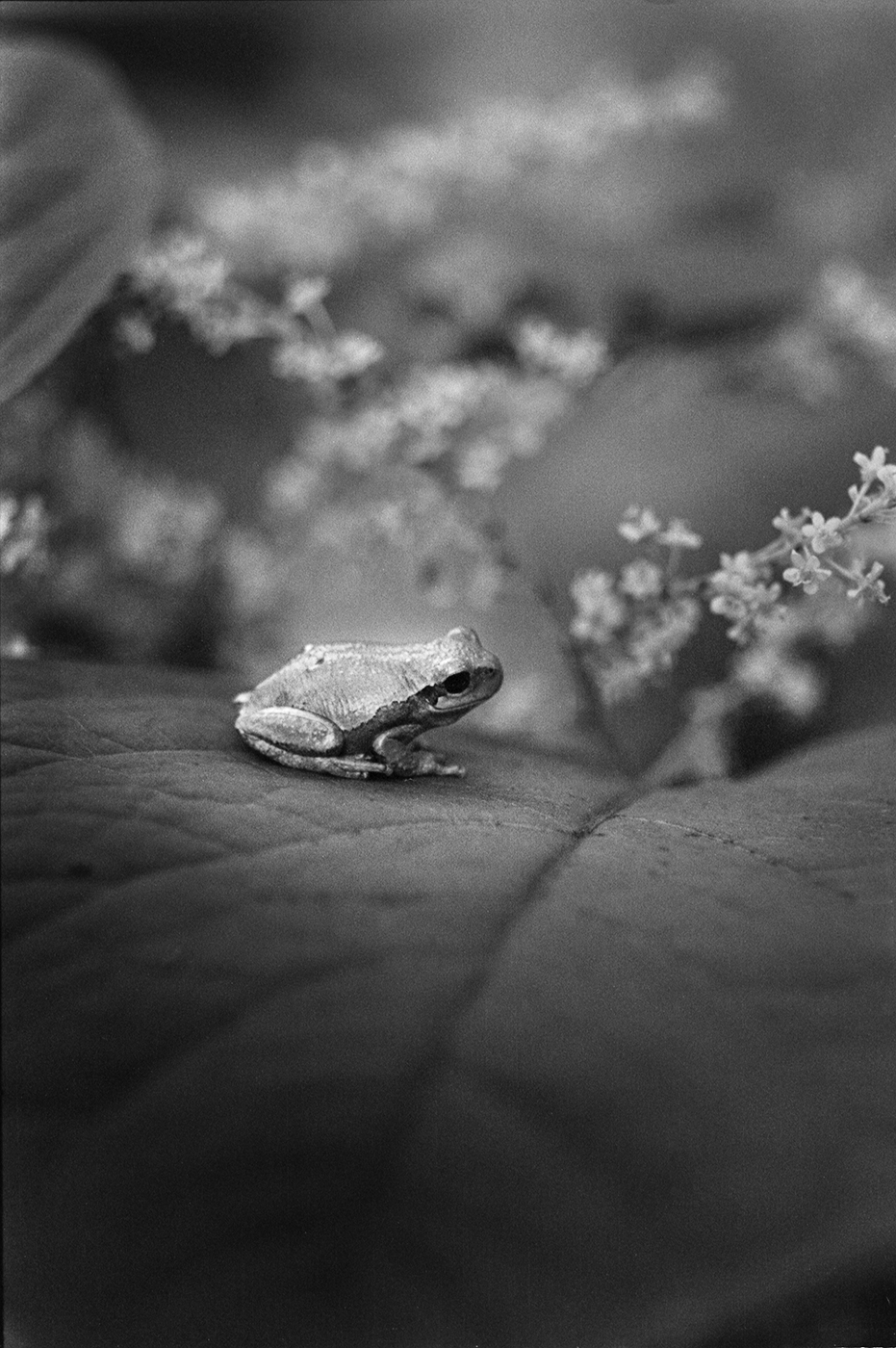 TreeFrog_2021_012_small.jpg
