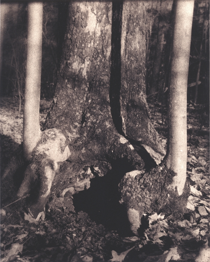 Trees #1