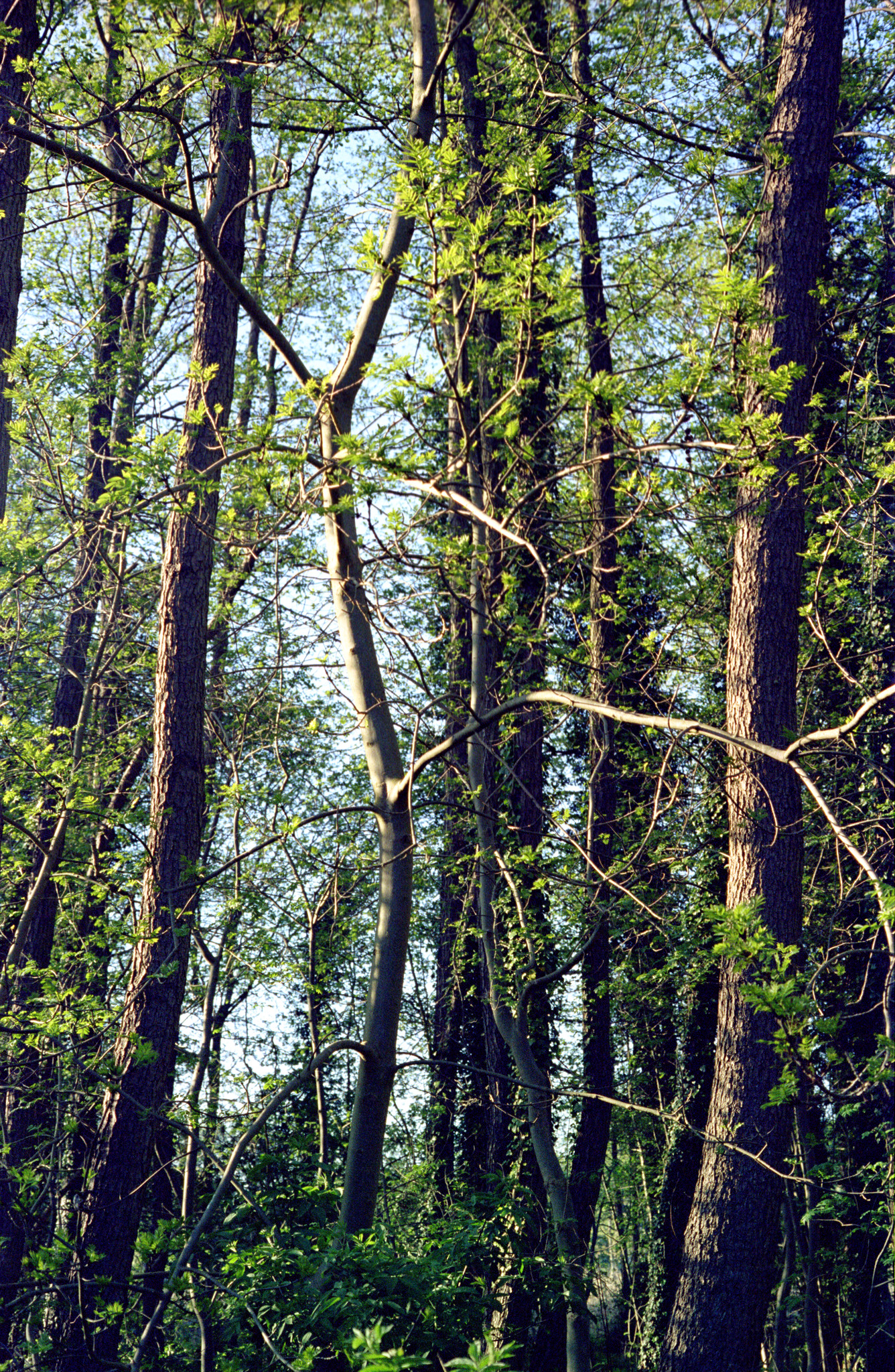 Trees - 1
