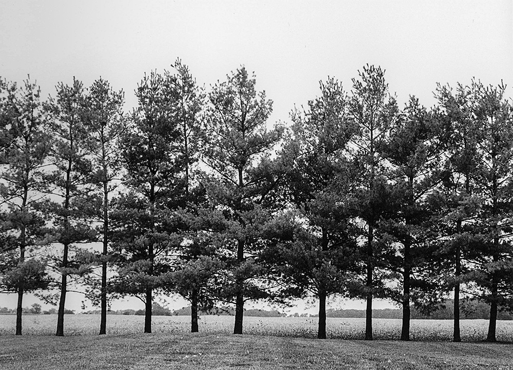 Trees 1