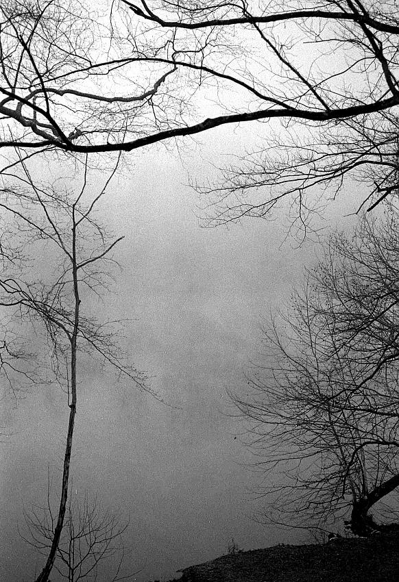 trees 2