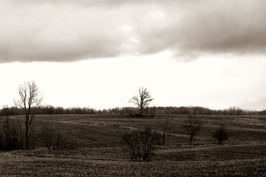 Trees Afar