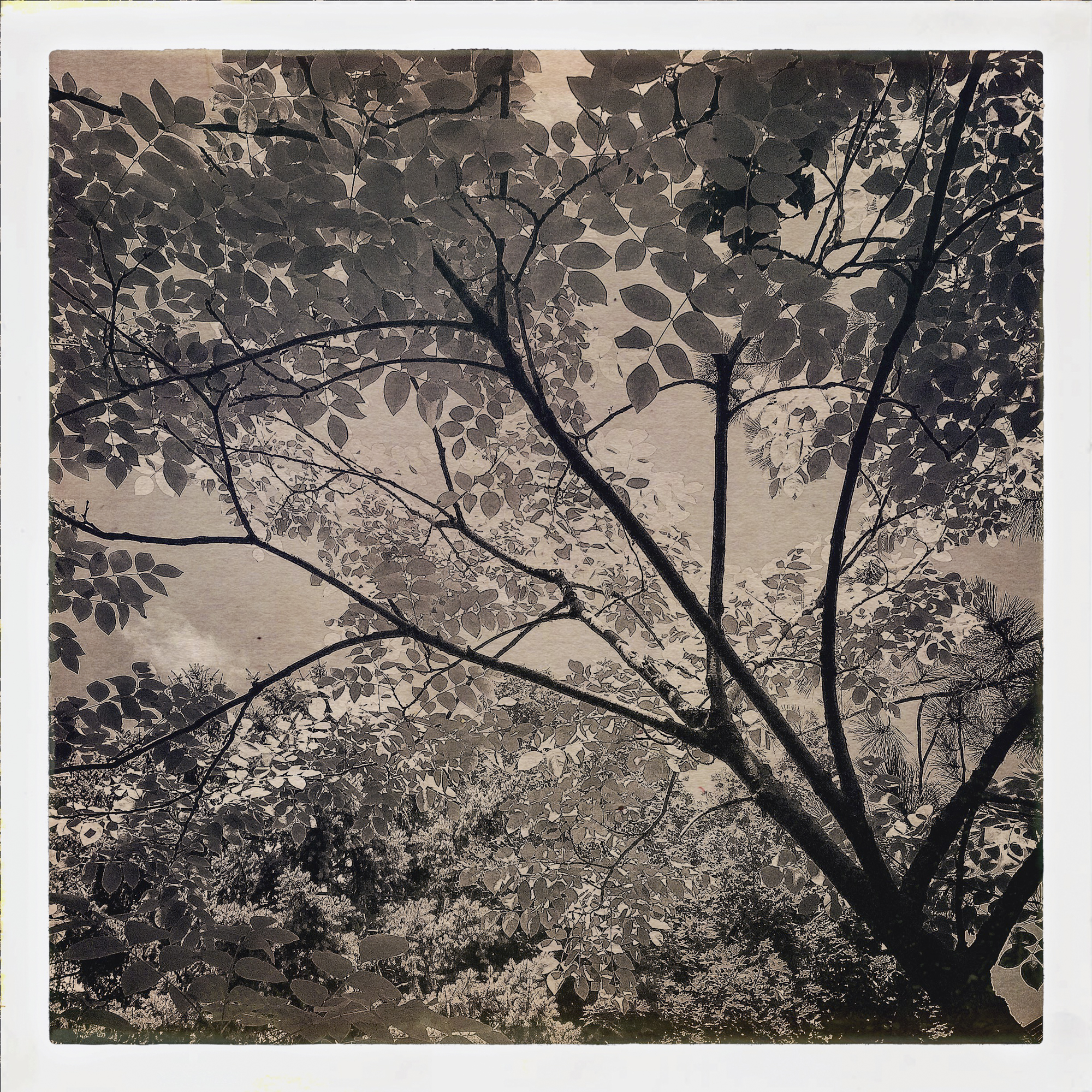 Trees against false color sky