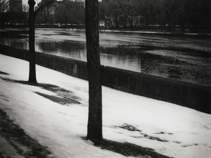 Trees Along the River
