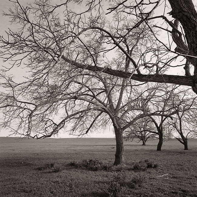Trees Along White Rock Road