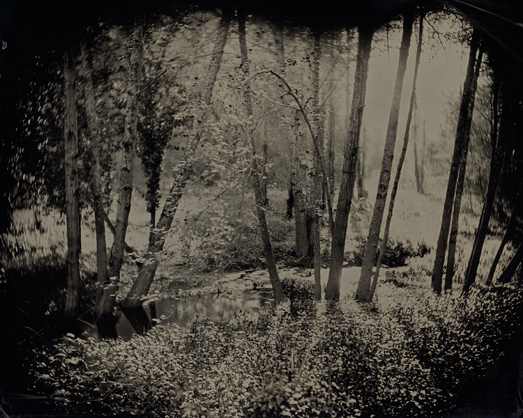 Trees And Creek