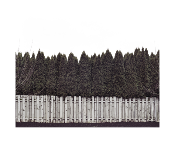 Trees and fence