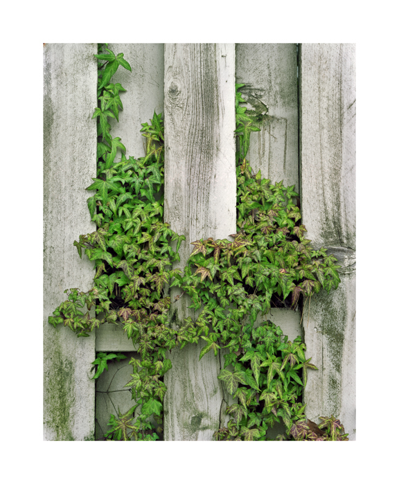 Trees and fence