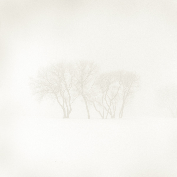 Trees and Fog