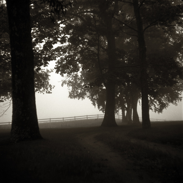 Trees and Fog