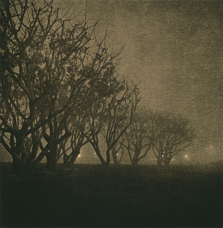 Trees and Fog