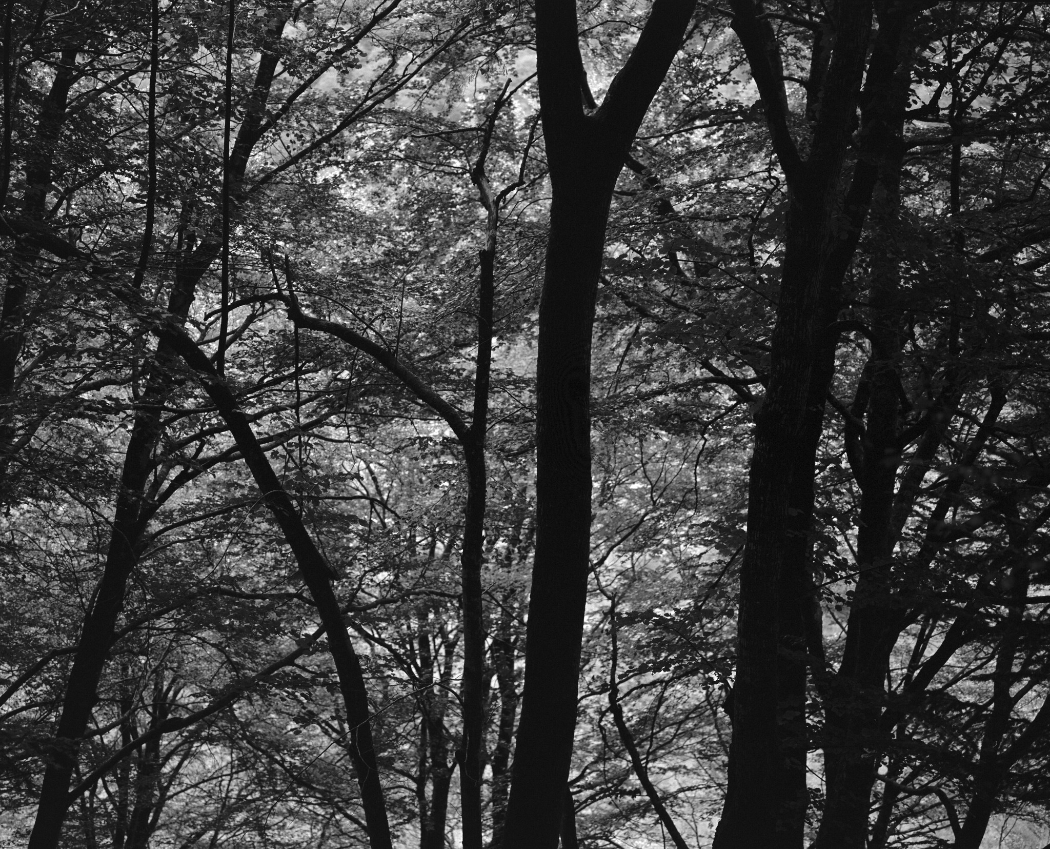 Trees and leaves on a hillside