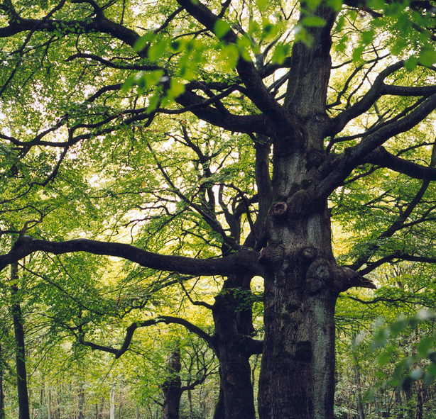 Trees and Leaves (sept. 2002)