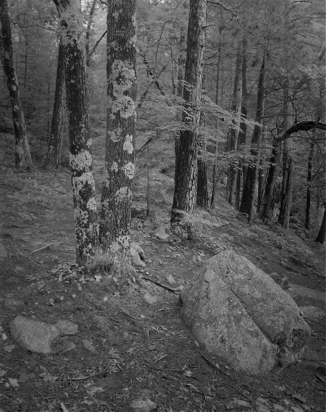 Trees and rocks