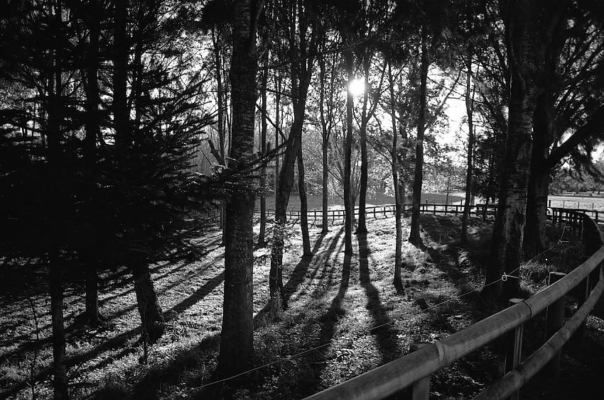Trees and shadows