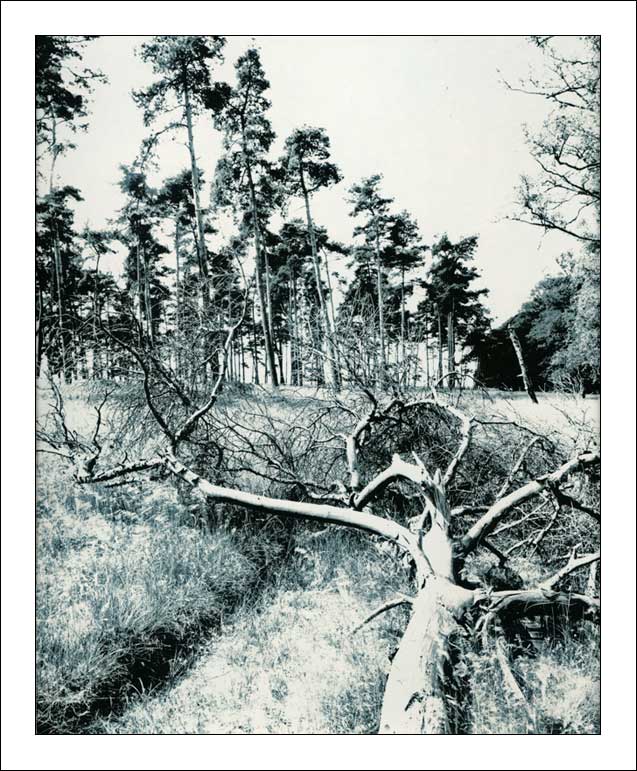 Trees at High Noon, polychrome lithprint