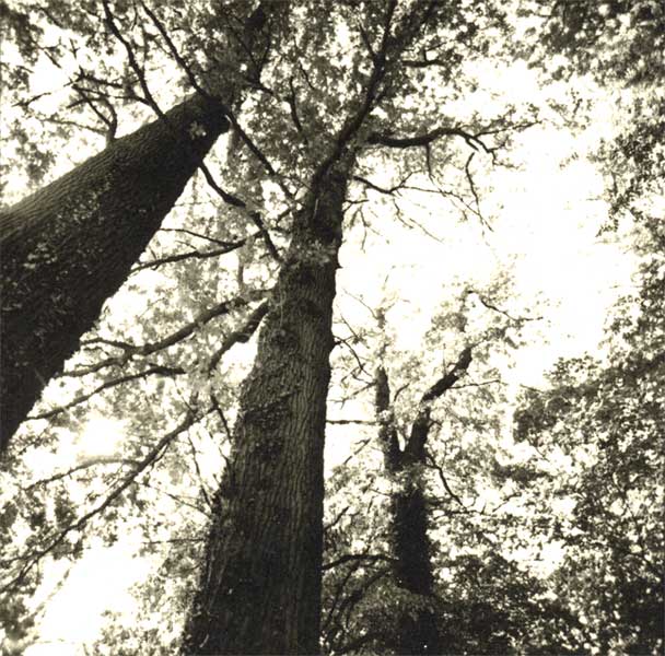 Trees at High Noon