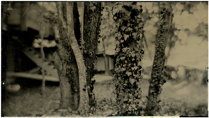 Trees at my front door