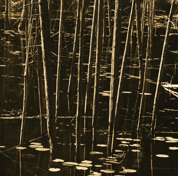 Trees at O'Neal Lake