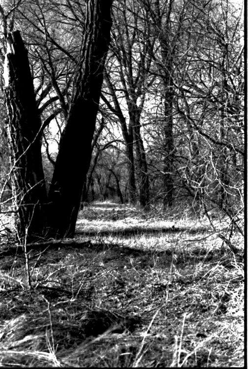 Trees at the river