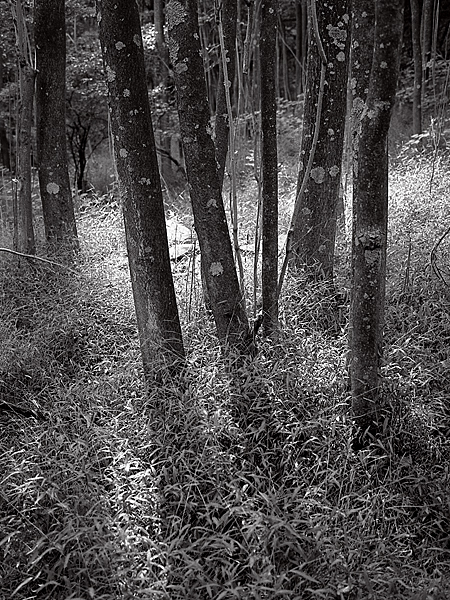 Trees Behind Nanny's
