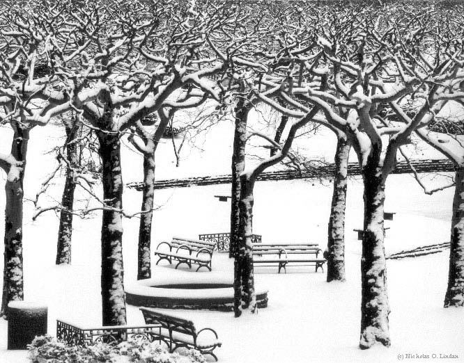Trees, benches in snow