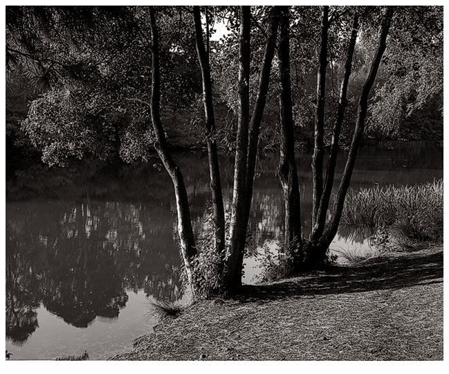 Trees by Water