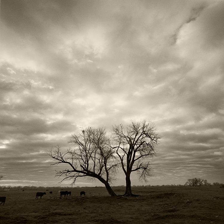 Trees, Cows And Clouds
