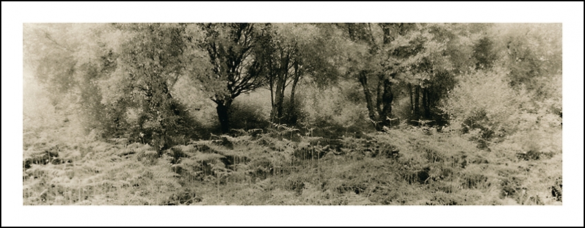 Trees & Ferns