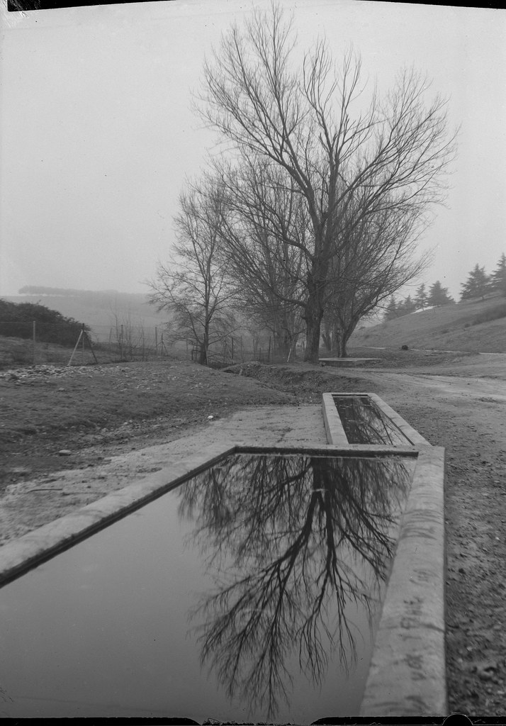 trees I