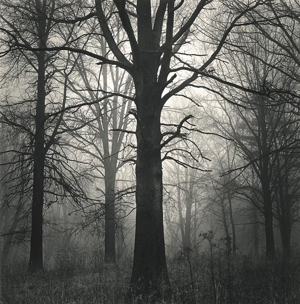 Trees in Fog, Eagle Creek (2009)