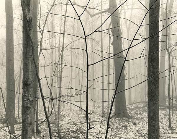 Trees in Fog, Eagle Creek