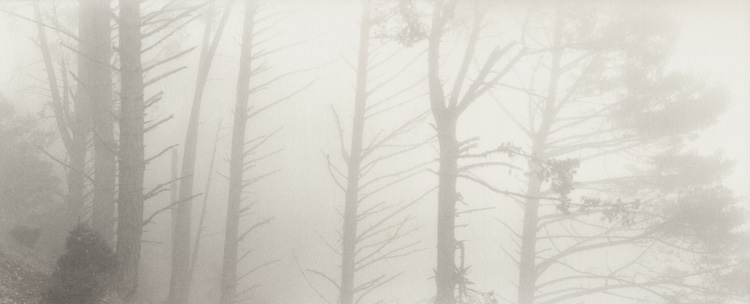 Trees in Fog, Oakland