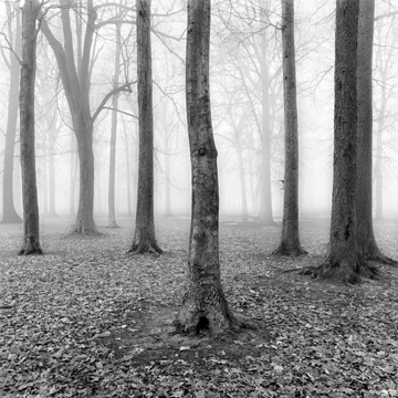 Trees In Fog
