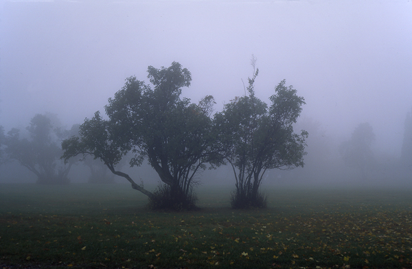 trees in fog