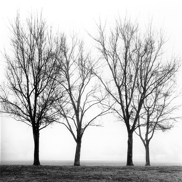 Trees in Fog