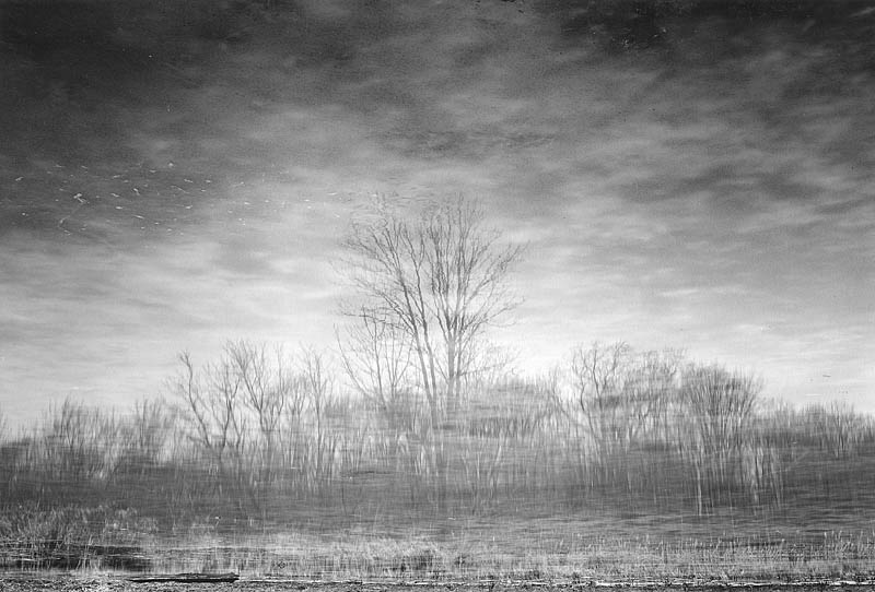 Trees in Ice, Eagle Creek