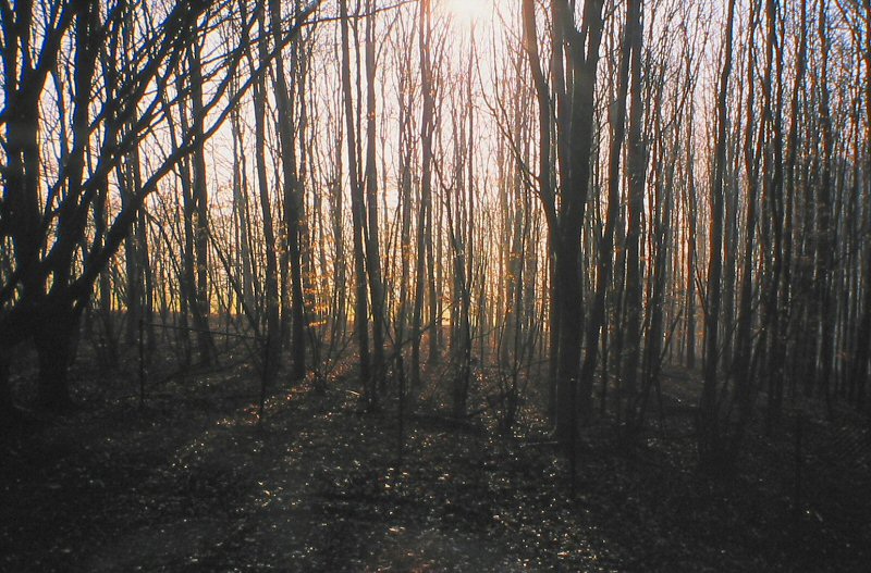 Trees In Morning Dawn