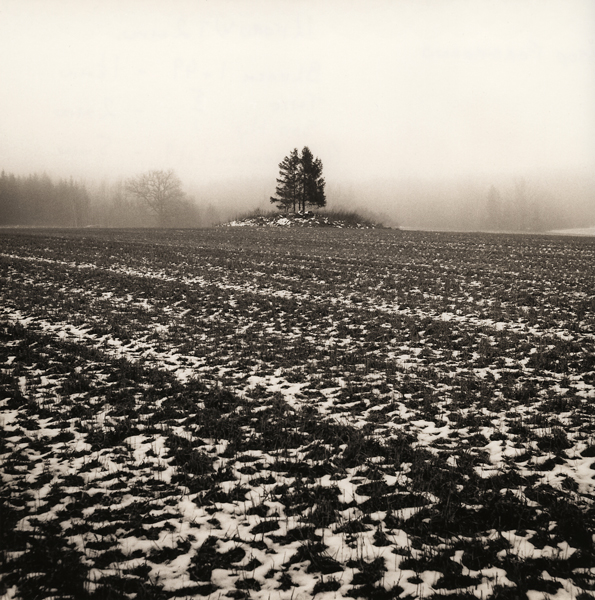 Trees In Receding Snow
