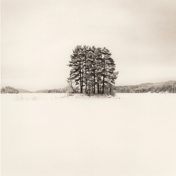 Trees-in-snow-015