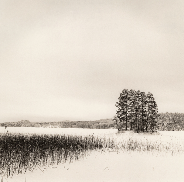 Trees-in-snow-016