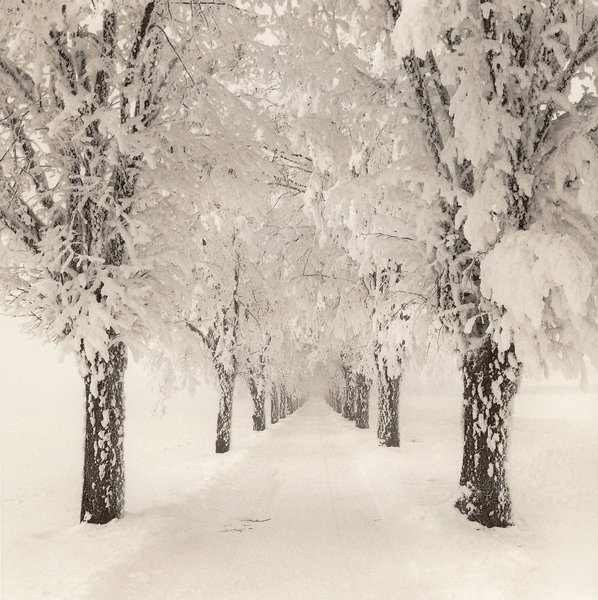 Trees-in-snow-021
