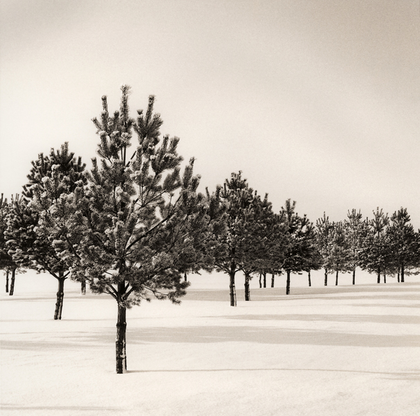 Trees-in-snow-025