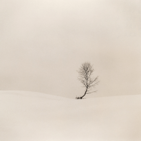 Trees-in-snow-026